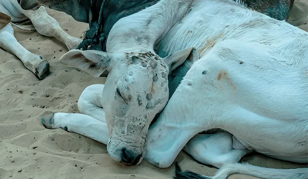 gaushala-emergency-rescue-services