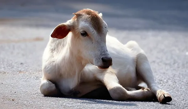 gaushala-orphan-calf